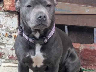 Staffordshire Bull Terrier dogs Gorgeous blu - Advert 16