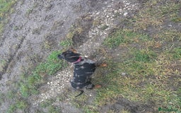 Dachshund dogs for sale: Miniature dachshund  - Image 9