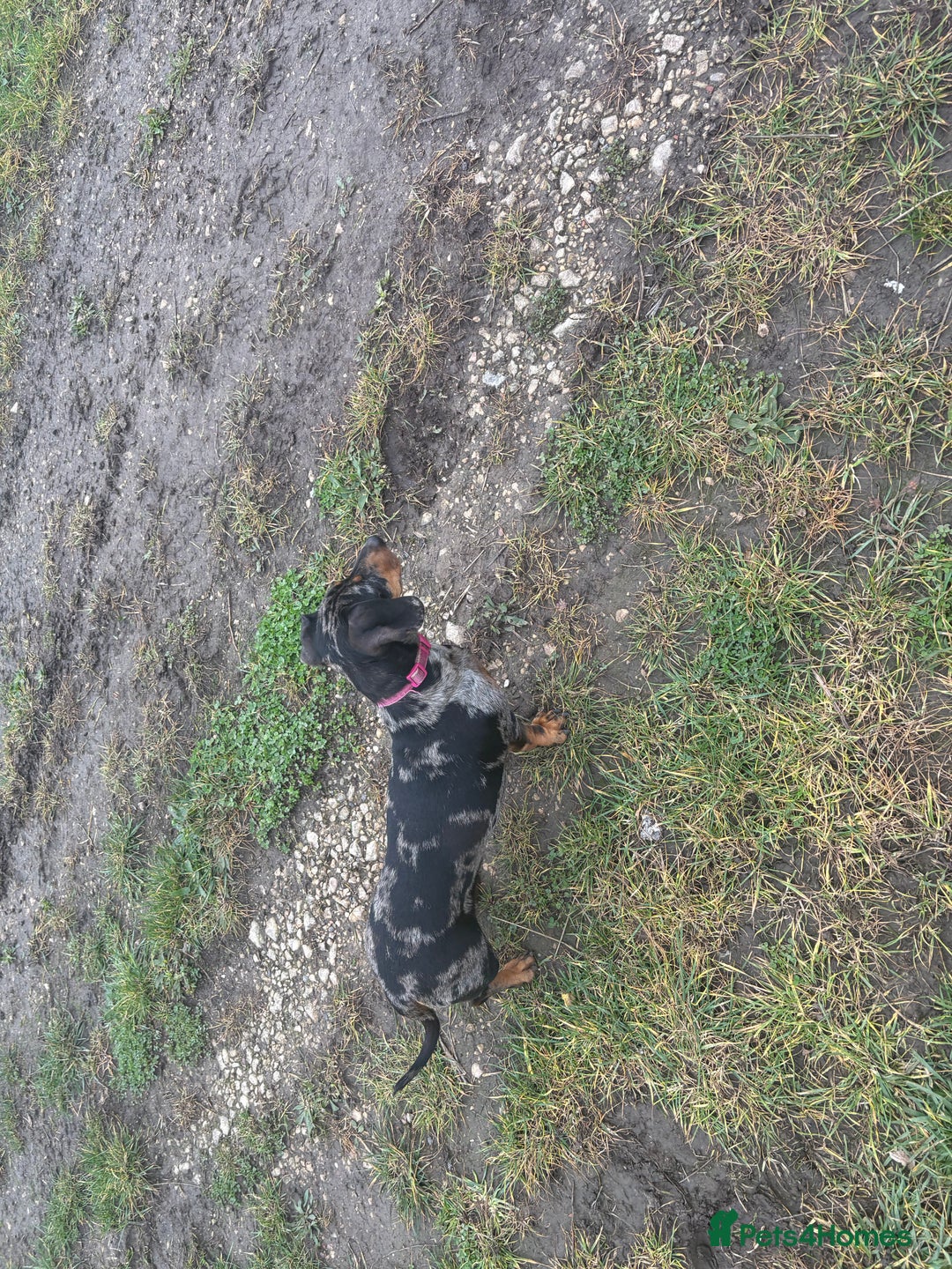 Dachshund dogs for sale: Miniature dachshund  - Image 9