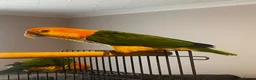 Parrots birds for sale: Bonded pair of yellow thighed caiques  - Advert 12