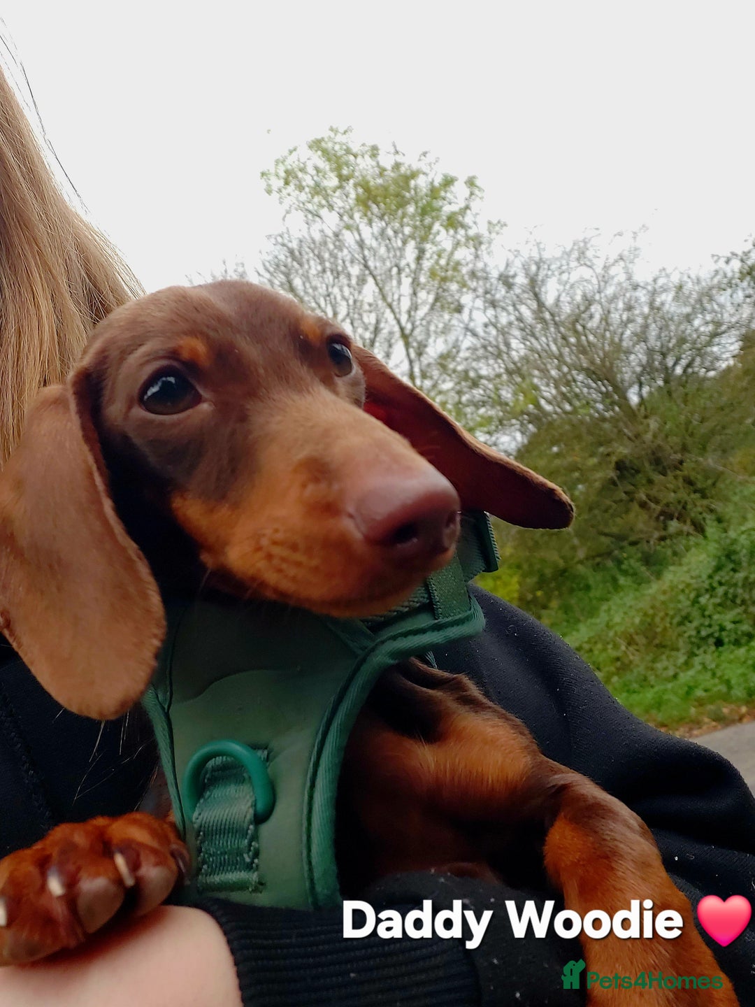 Miniature Dachshund dogs for sale: Ready soon Pedigree beautiful Mini Dachshund Girl  - Image 18