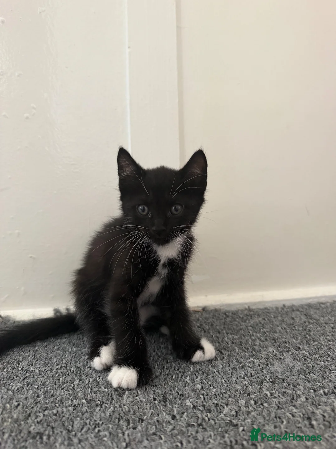 Mixed Breed cats for sale: Tuxedo kittens / Maincoon half x Bombay mix - Advert 5