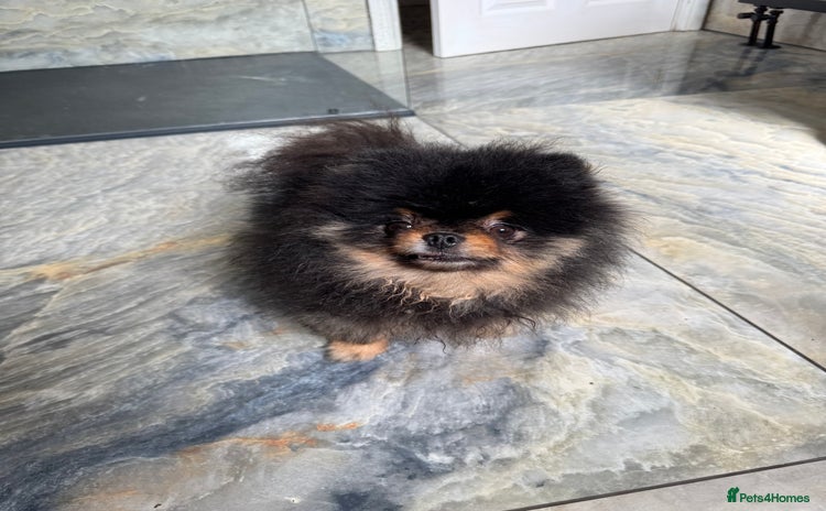 Pomeranian dogs - Advert 1
