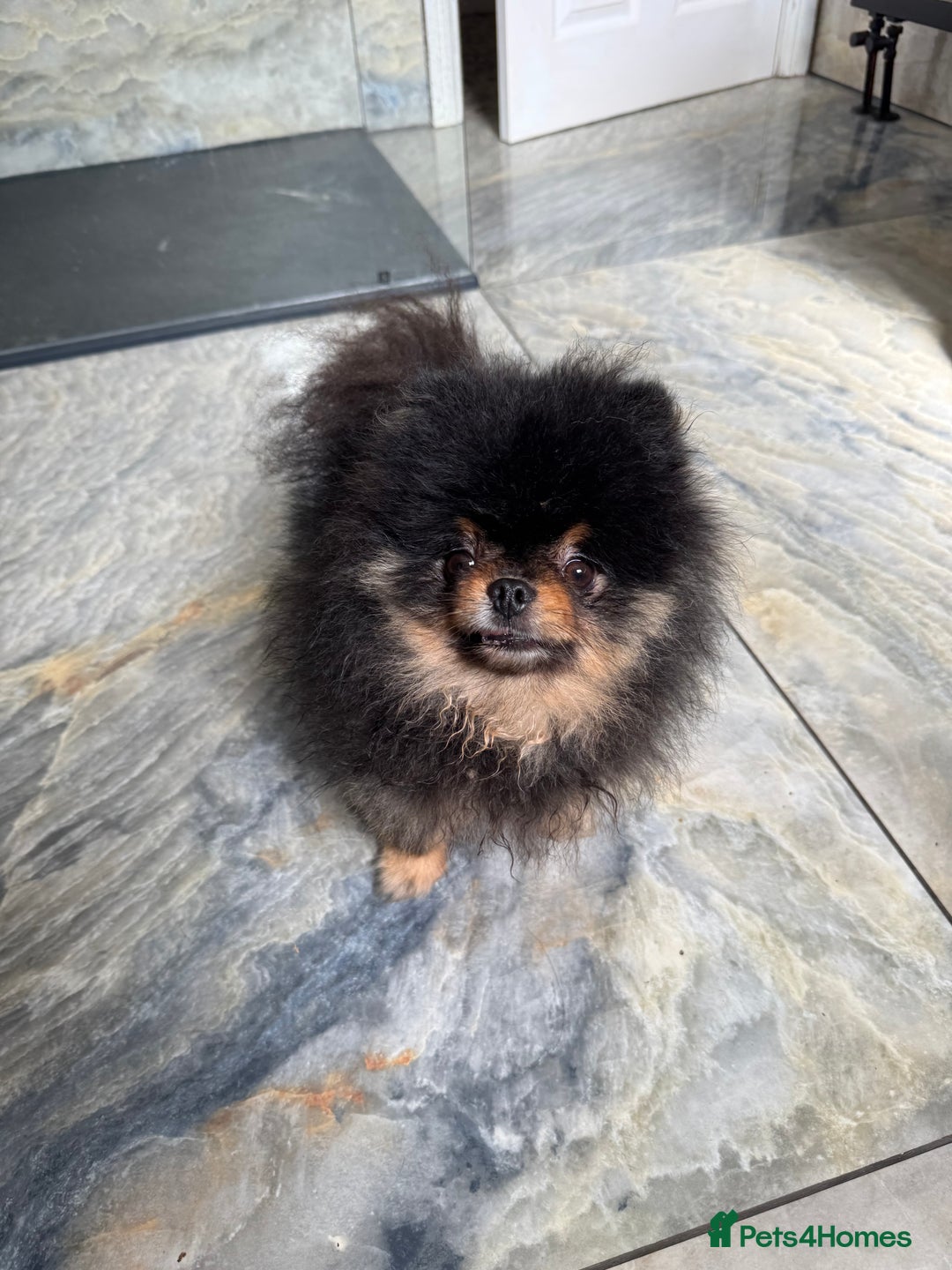 Pomeranian dogs for sale: *MINIATURE UNIQUE RARE tan toy Pomeranian boy 3yr* - Image 1