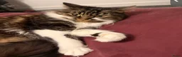 Mixed Breed cats for sale: Loving long-haired cat looking for forever home - Advert 1