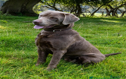 Labrador Retriever dogs for sale: Chocolate Labrador pups  - Image 3