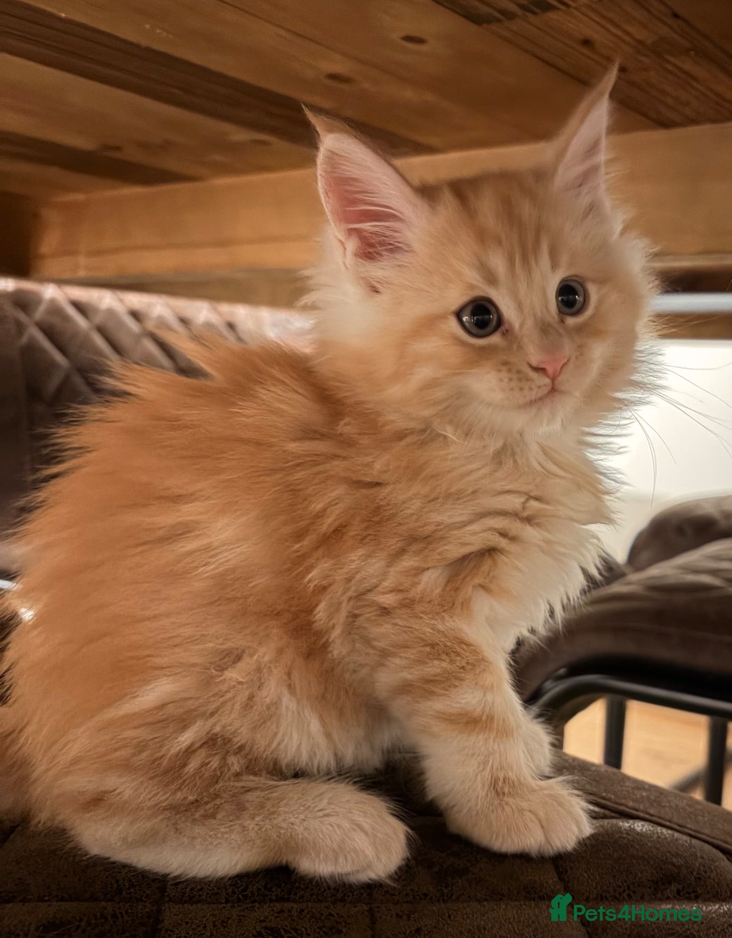 Maine Coon cats Maine coon babies ready to reserve - last 1 left - Advert 1