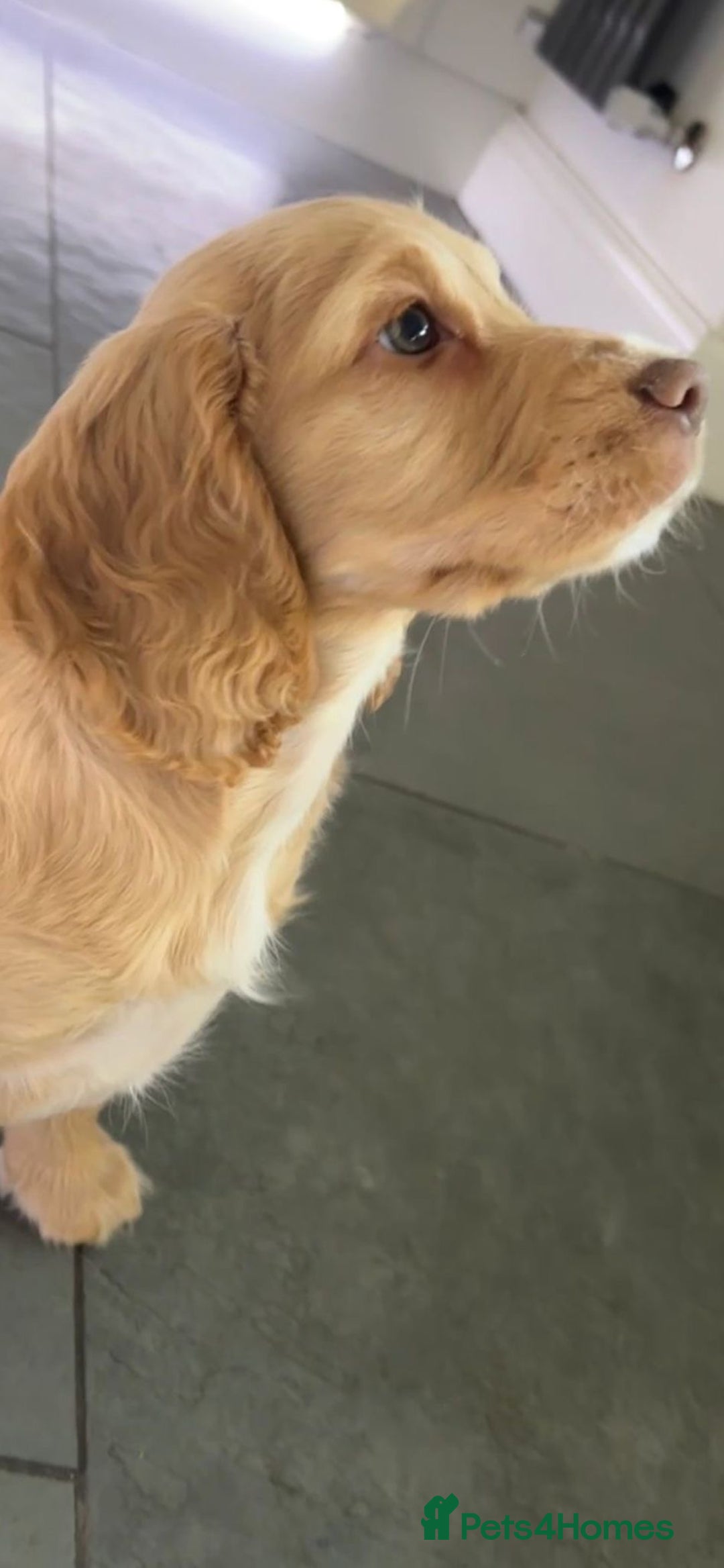 Cocker Spaniel dogs for sale: Stunning full pedigree show cocker spaniels  - Advert 4