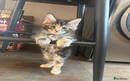 Maine Coon cats for sale: Maine coons - Image 2