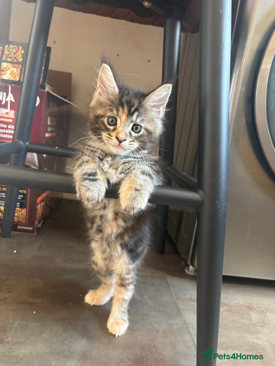 Maine Coon cats for sale: Maine coons - Image 2