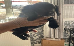 English Springer Spaniel dogs for sale: 2 beautiful english springer spaniels  - Image 9