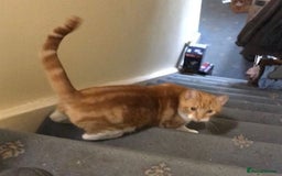 Mixed Breed cats for adoption: SIMBA - Advert 2