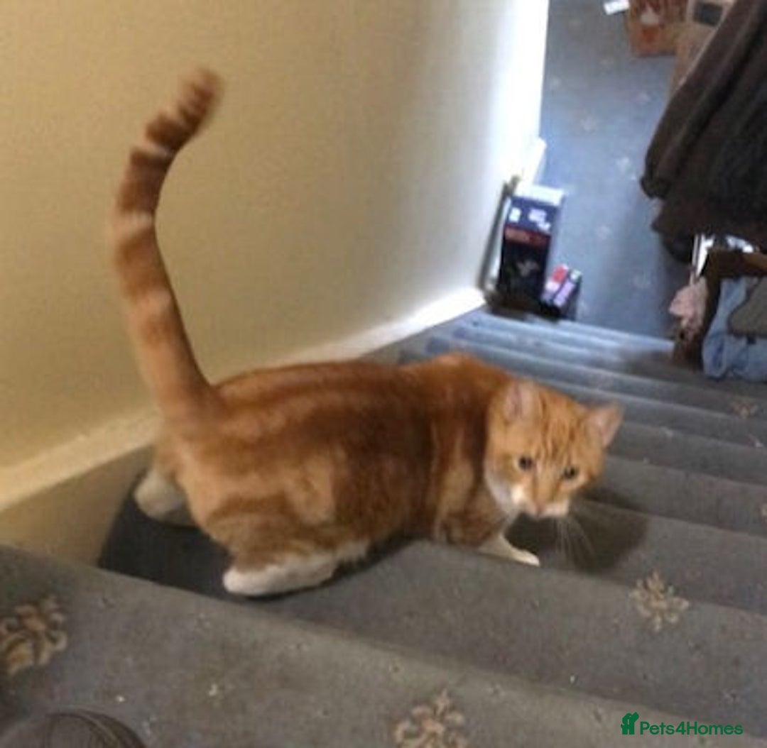 Mixed Breed cats for adoption: SIMBA - Advert 2