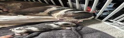 Mixed Breed dogs for sale: Tri Merle Staff lovely colours  in Hemel Hempstead - Advert 38