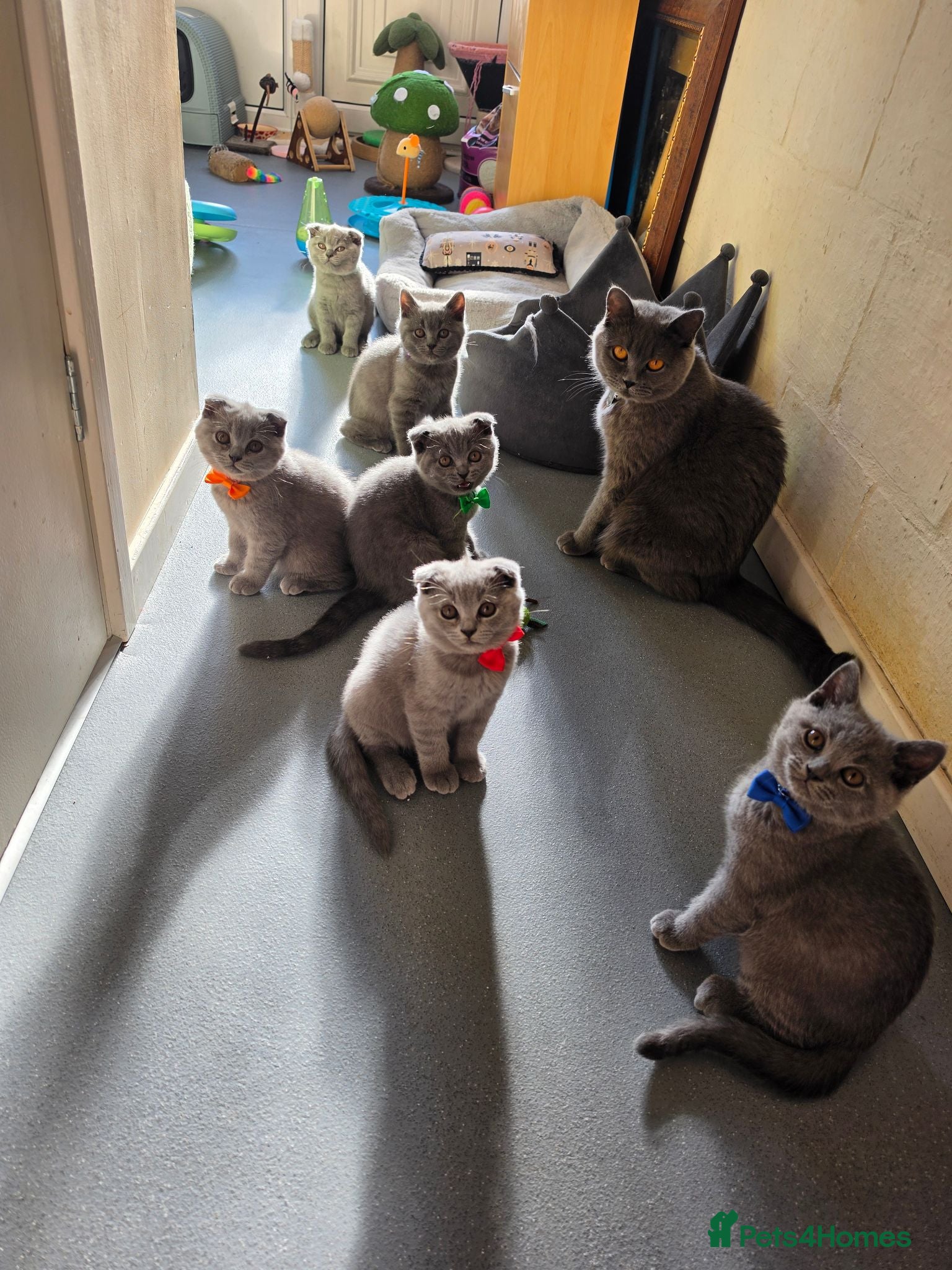 Scottish Fold cats 7 Scottish fold 😍beautiful  healthy kittens - Advert 13