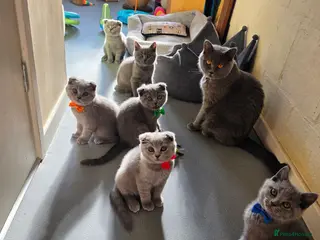 Scottish Fold cats 7 Scottish fold 😍beautiful healthy kittens - Advert 13