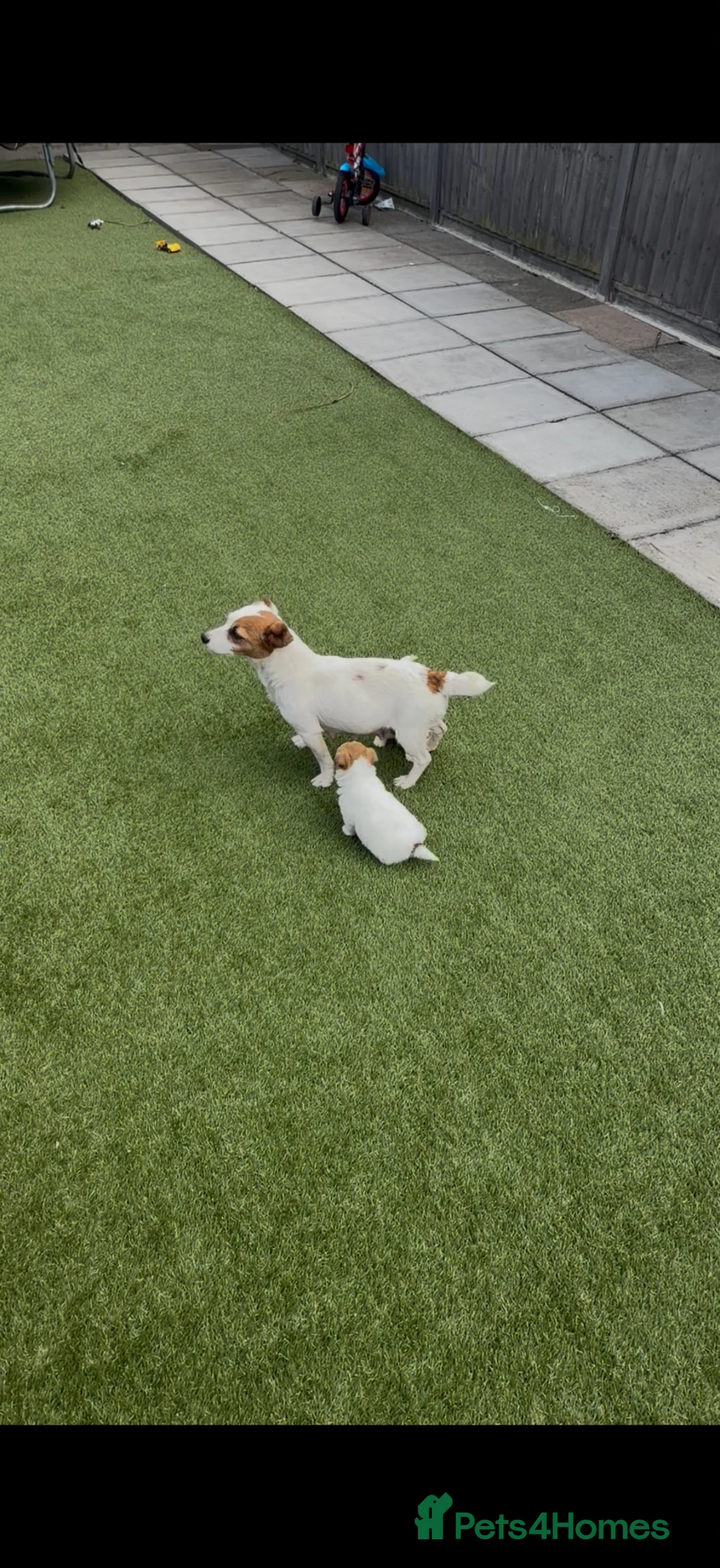 Jack Russell dogs for sale: Jack russel - Advert 2