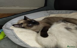 Siamese cats for sale: Siamese crossed with  Ragdol - Image 16