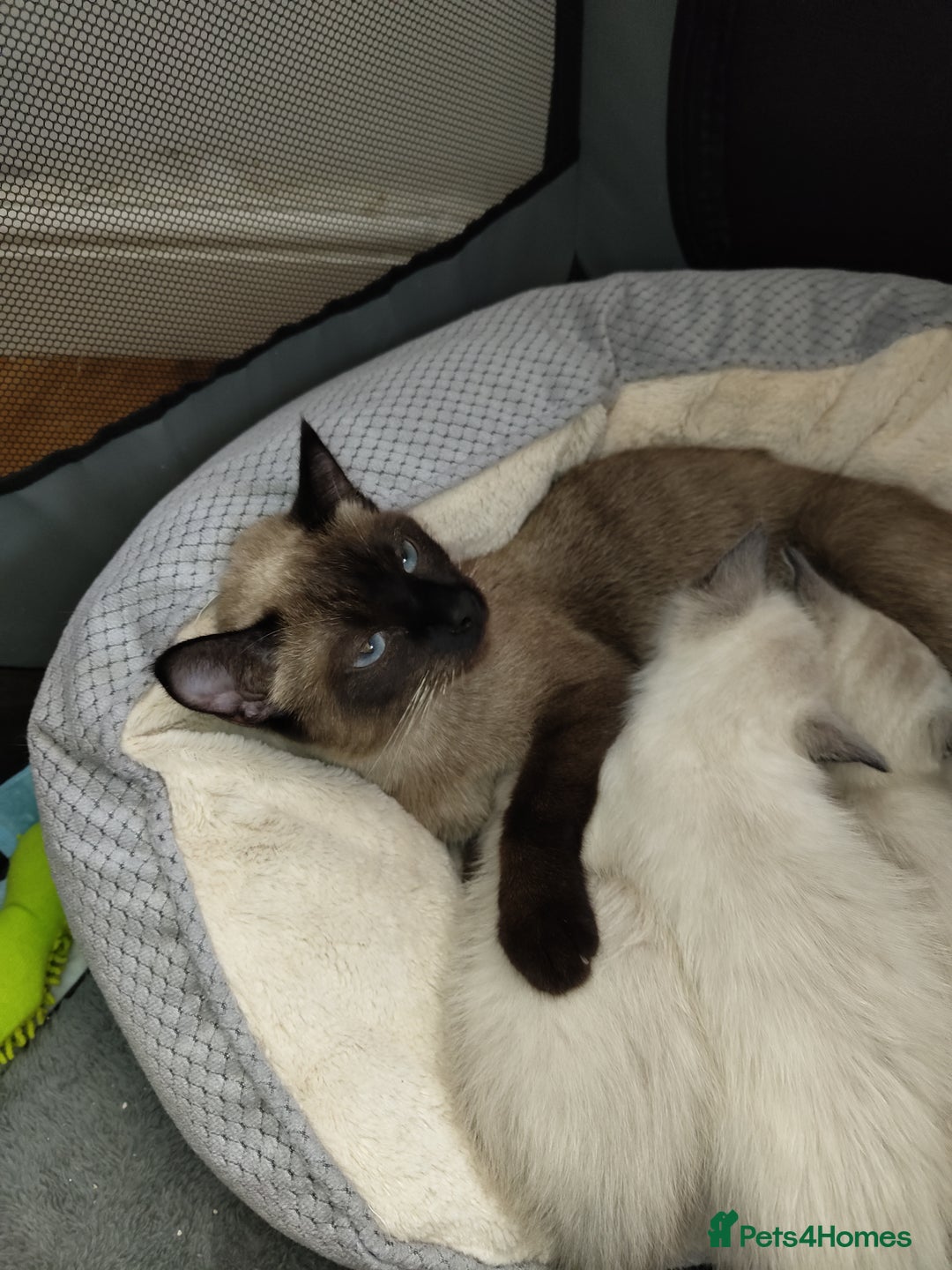 Siamese cats for sale: Siamese crossed with  Ragdol - Image 16