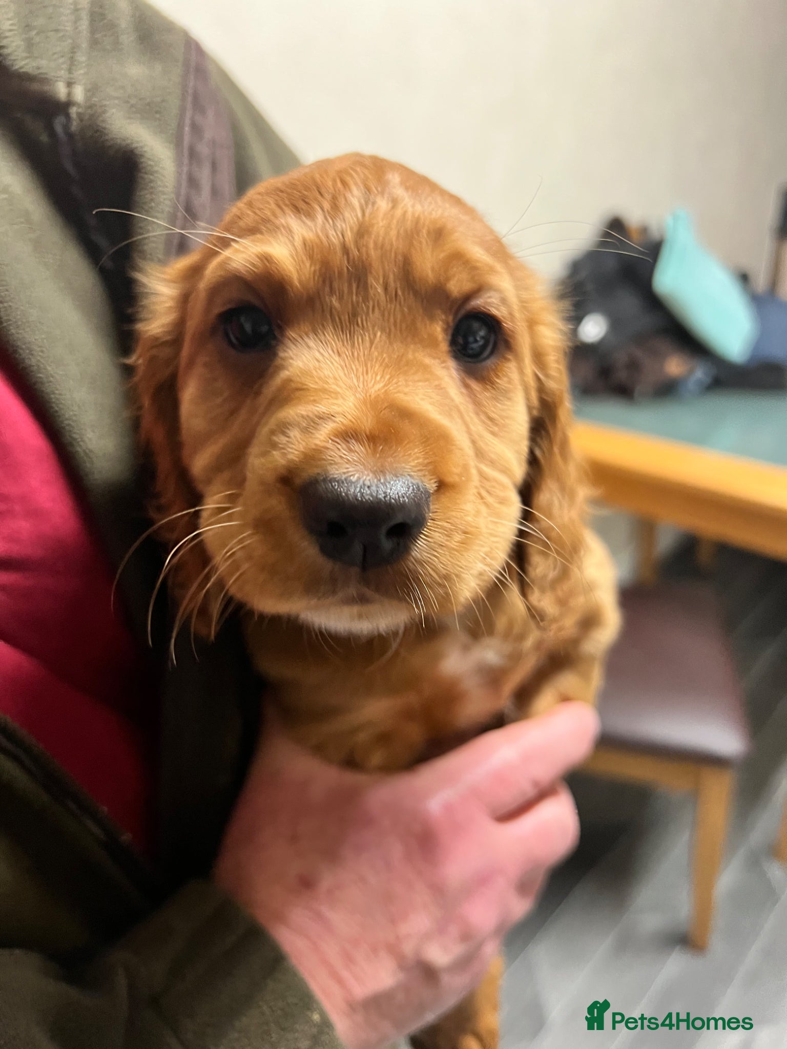 Cocker Spaniel dogs Ready to leave now!! 2 stunning cocker pups - Advert 1