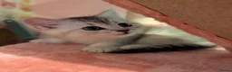 British Shorthair cats for sale: Friendly Silver/White British Shorthair Kitten - Advert 3