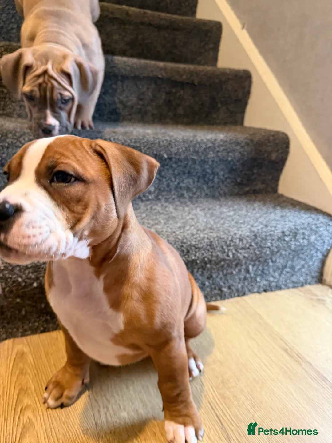 Mixed Breed dogs for sale: Pocket Bully / American Bully - Advert 18