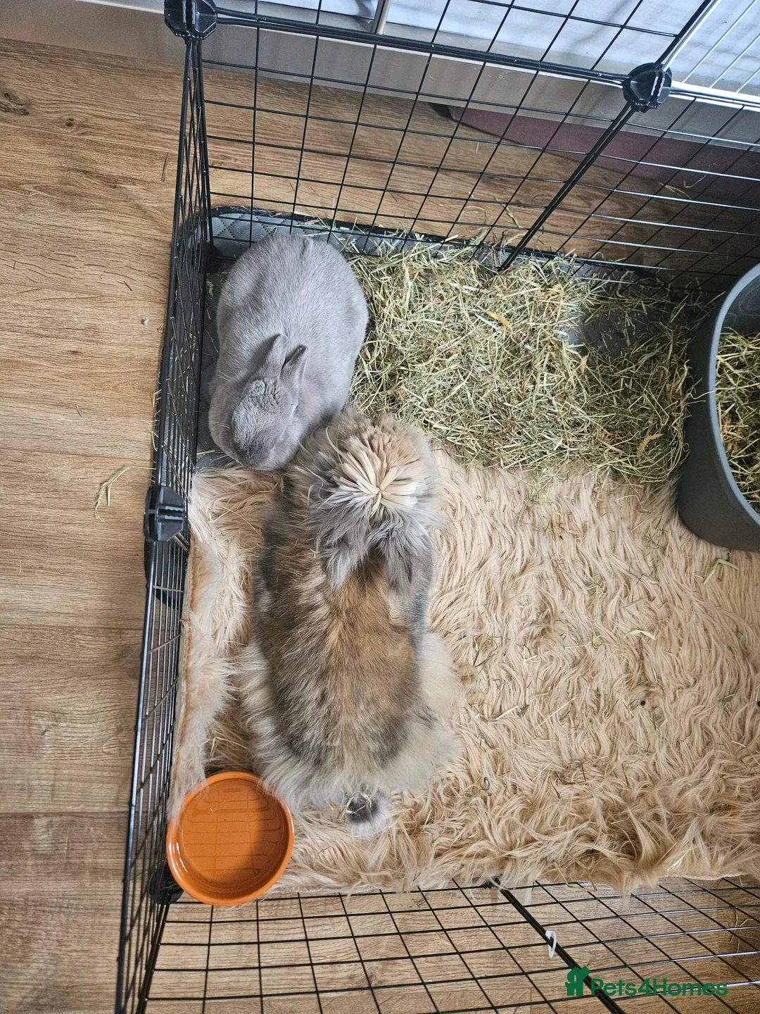 Lionhead rabbits for sale: 2 female spayed rabbits - Advert 15