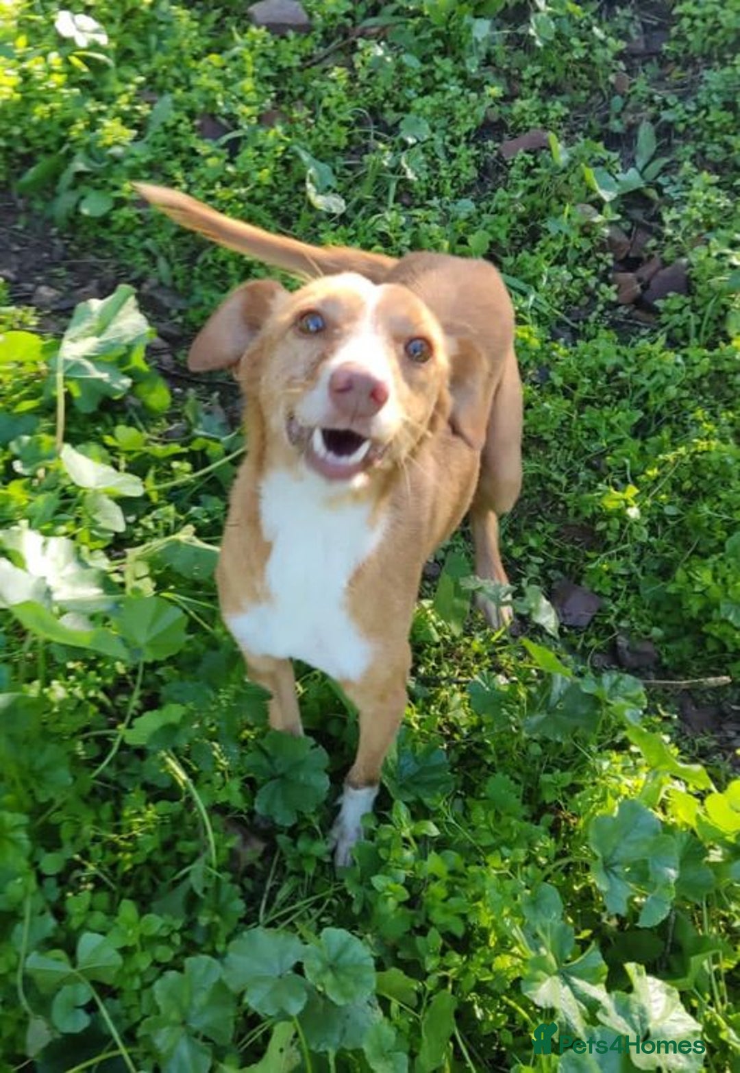 Mixed Breed dogs for adoption: Friendly, cute Little Mouse in Salisbury - Image 1