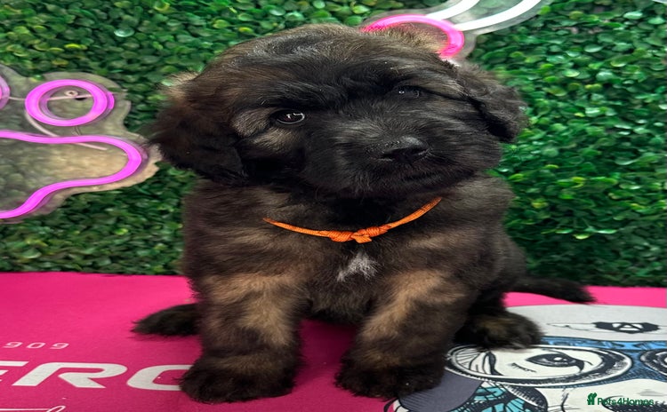 Mixed Breed dogs - Advert 2