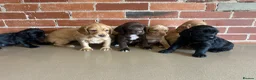 Cockerdor dogs for sale: Cockerdor puppies - Advert 7