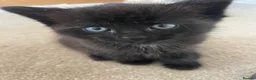 Mixed Breed cats for sale: Adorable half Siberian kittens  - Advert 5