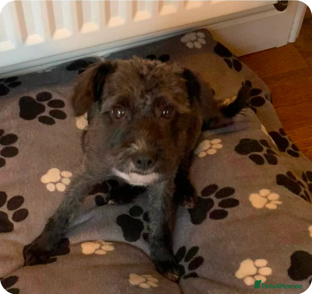 Mixed Breed dogs for adoption: CAMI 8 months - Advert 2