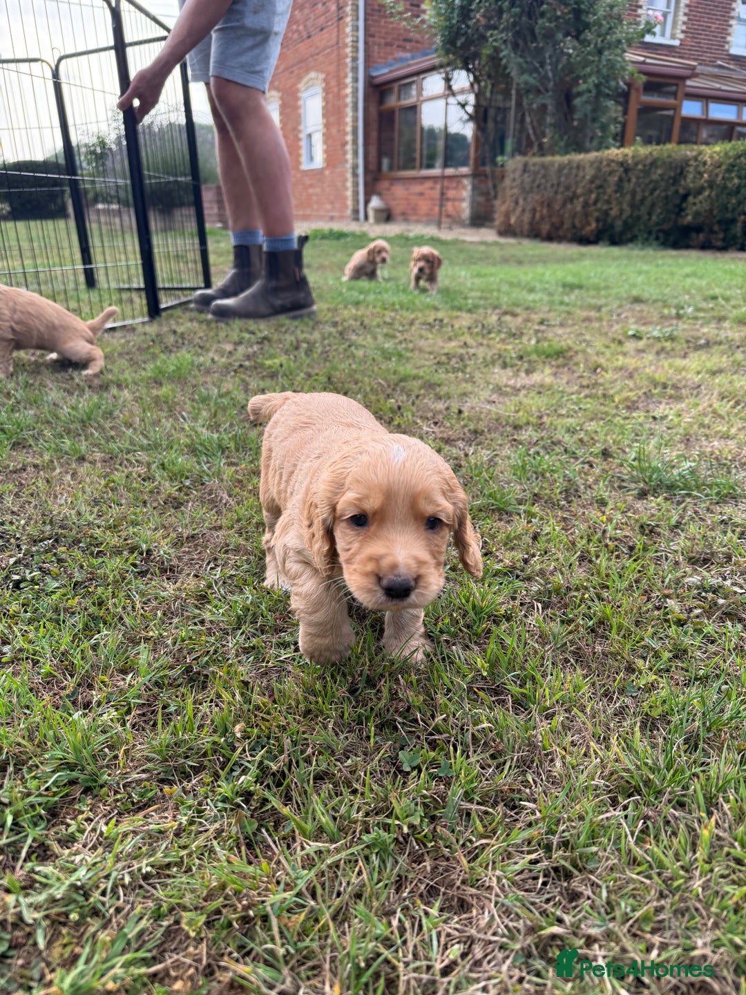 Cocker Spaniel dogs for sale: Working KC Registered Cocker Spaniel Puppies - Image 6