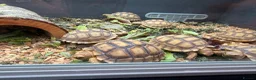 Tortoise reptiles for sale: Stunning Sulcata Tortoises for Sale – 8 Months Old - Advert 4