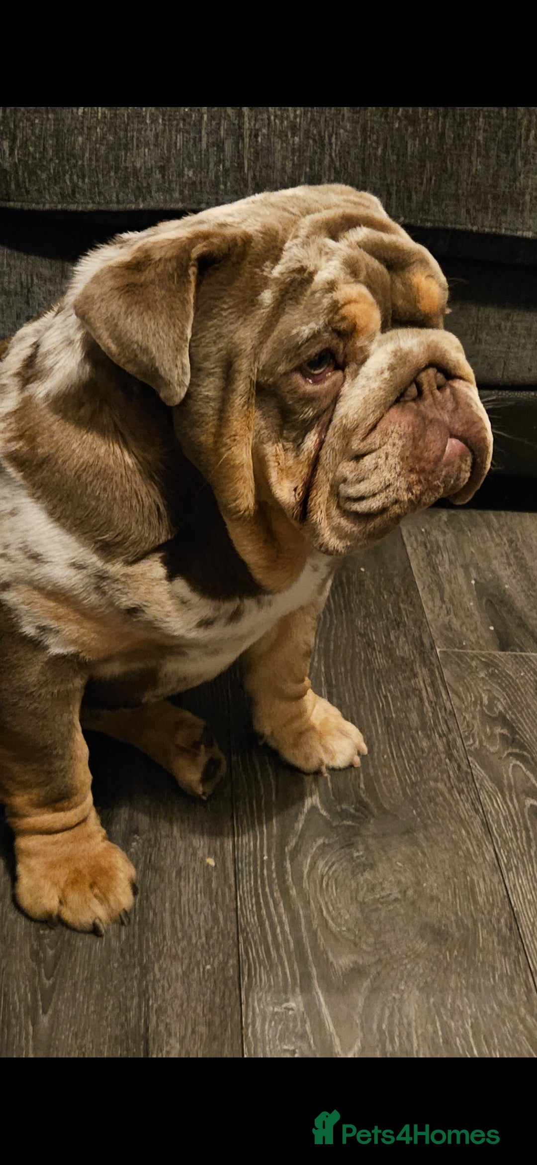 English Bulldog dogs for stud: British bulldog for stud - Advert 2