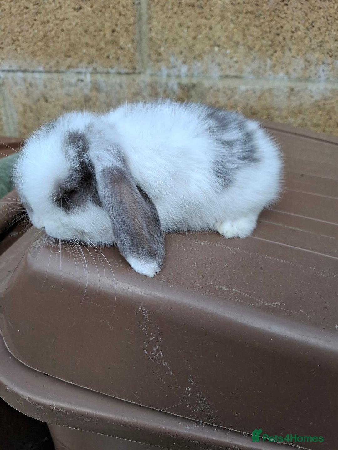 Mini Lop rabbits for sale: Mini lop girls for sale - Image 3