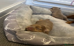 Chihuahua dogs for sale: One of a kind ChiPin Puppies - Image 1