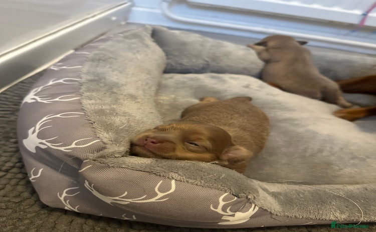 Chihuahua dogs - Advert 4