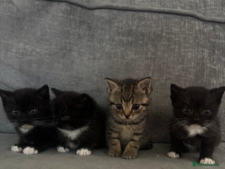 British Shorthair cats - Advert 25