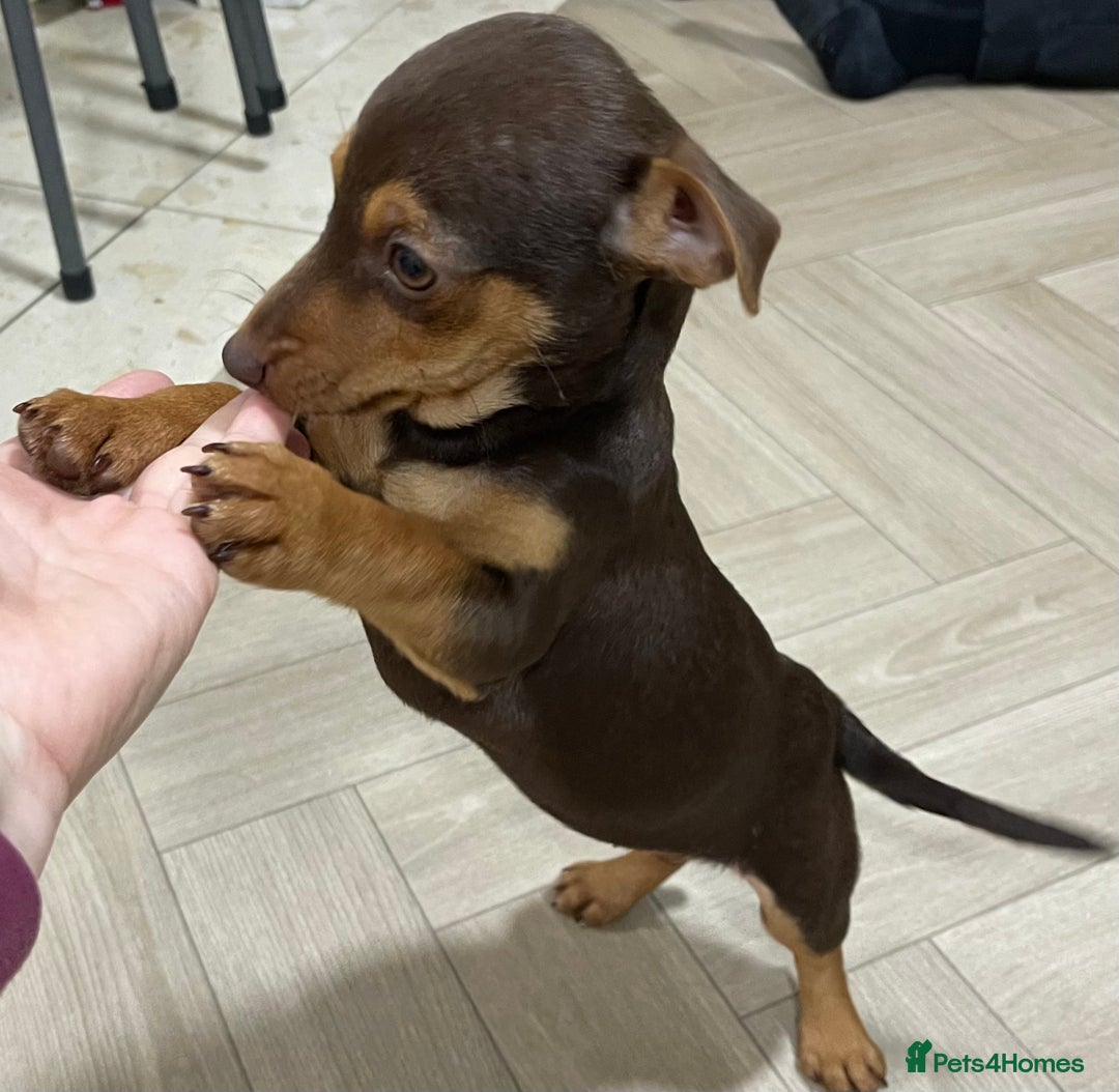 Jack Russell dogs for sale: Beautiful chocolate Jack Russell female puppies  - Advert 4