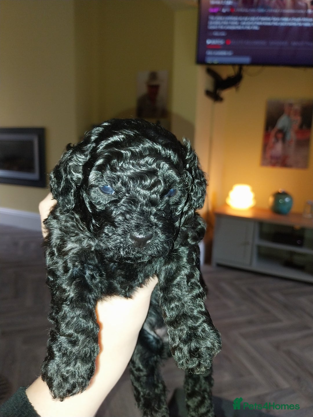 Poochon dogs for sale: Gorgeous mini Poochons , born on December 25th !!  - Advert 2