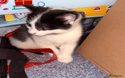 Domestic Shorthair cats for sale: 1 male kitten left - Image 5