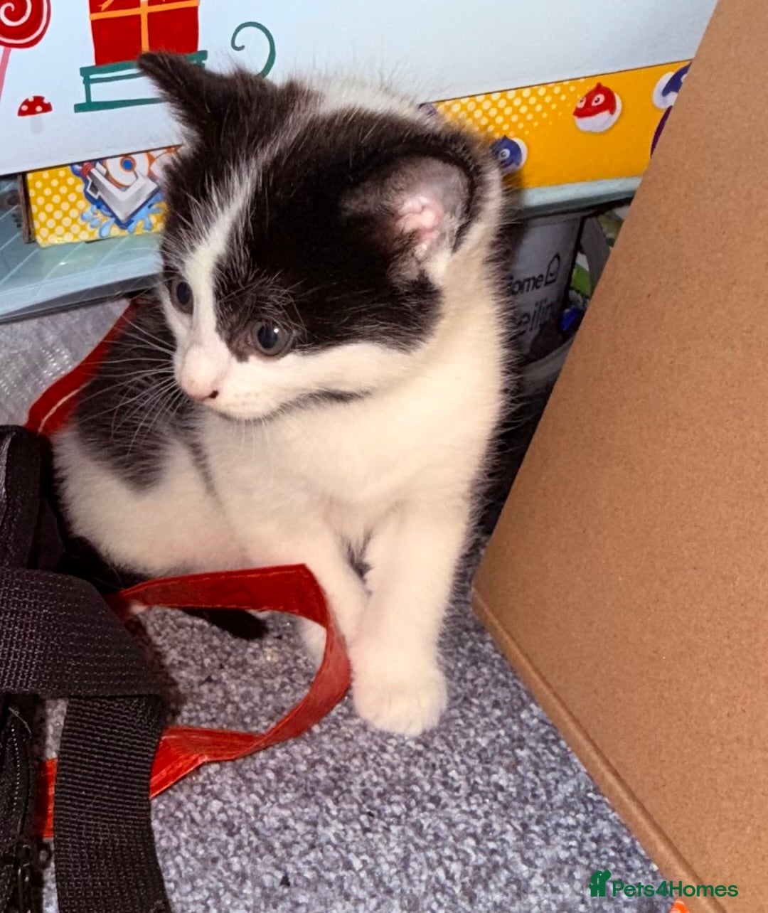 Domestic Shorthair cats for sale: 1 male kitten left - Image 5