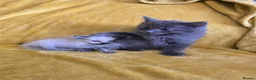 Ragdoll cats for sale: Gorgeous half ragdolls - Advert 19
