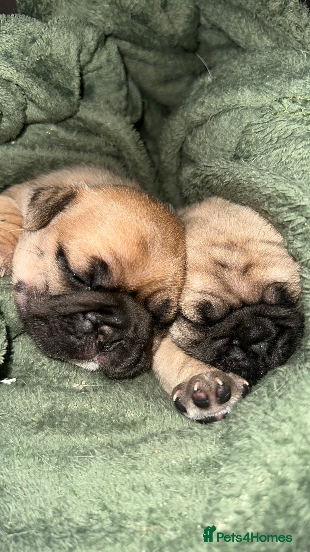 Frug dogs for sale: Female Frugs looking for forever home - Advert 1