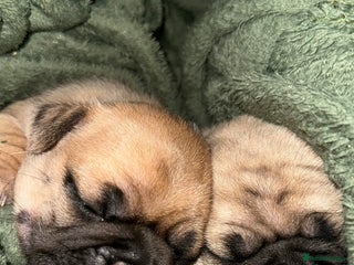 Frug dogs Female Frugs looking for forever home - Advert 2