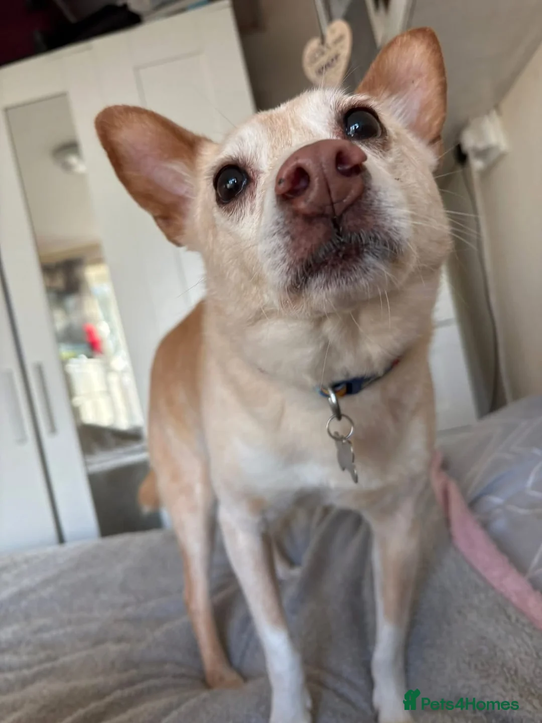 Mixed Breed dogs for adoption: Paddy - Hempnall Norfolk  - Advert 2