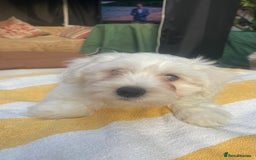 Maltese dogs for sale: Maltese Bichons, 1 Prince left & ready to leave. - Image 5