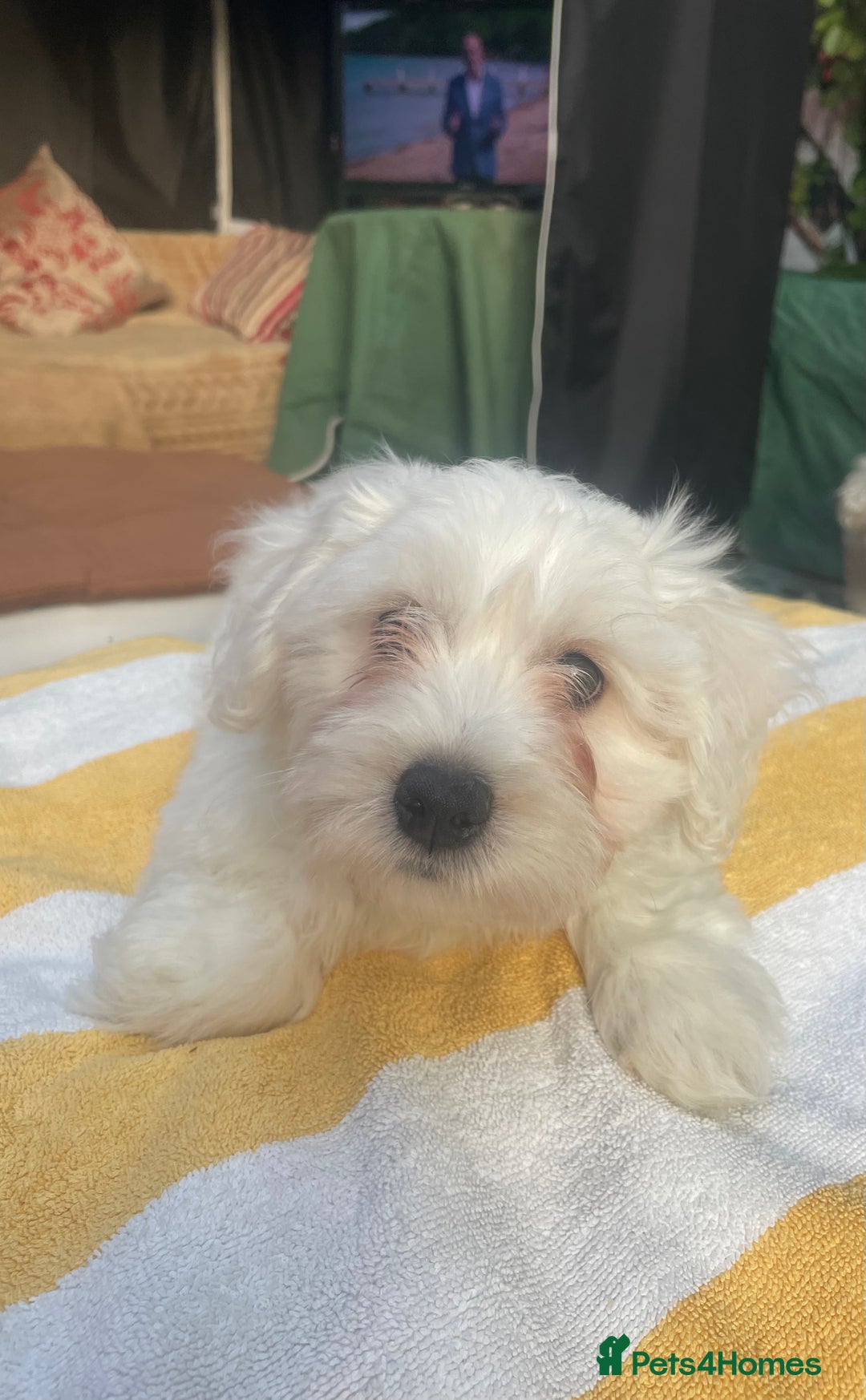 Maltese dogs for sale: Maltese Bichons, 1 Prince left & ready to leave. - Image 5