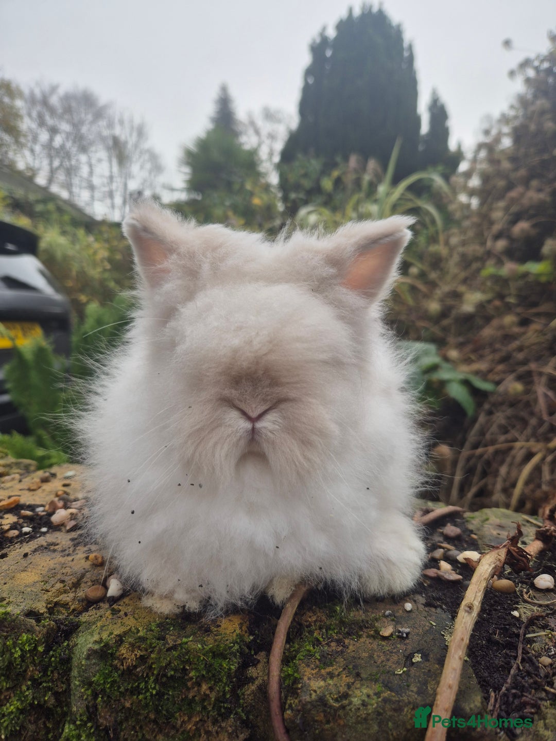 Angora rabbits for sale: Teddydwerg babies 💓💙 READY NOW 😍  - Advert 15